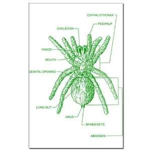 Spider Anatomy 3   ventral Animal Mini Poster Print by 