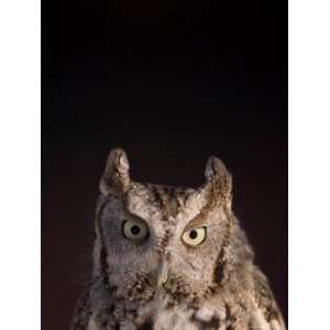  A Captive, Endangered Eastern Screech Owl at a Raptor 