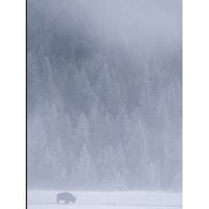  Wintry View with Bison and Forest Covered Mountain in 