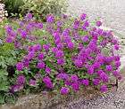 verbena canadensis perfecta trailing vervain 50 seeds location united 