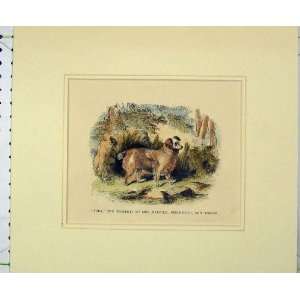  1870 Hand Coloured Dog Judy Malcolm Beechwood Forest