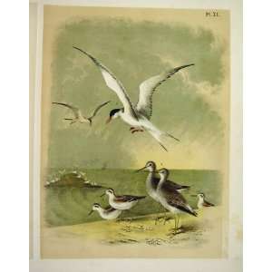   Snipe, Sandpipers, Sea Swallow, Birds Of Amerca 1878