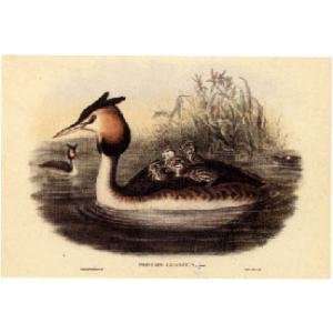  Great Crested Grebe Gould Birds Poster Print