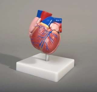 Life Size Human Heart Anatomical Model, NEW  