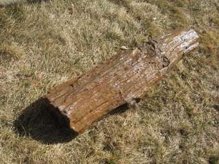 Petrified wood log Amazing 54 inches long  