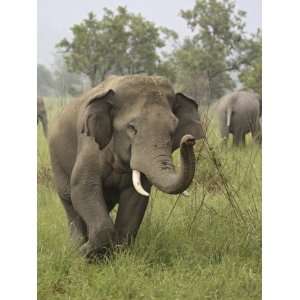  Elephant Greeting, Corbett National Park, Uttaranchal 