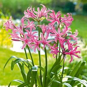  Nerine Lily Bulbs