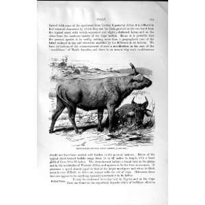  NATURAL HISTORY 1894 BUFFALO CONGO VARIETY FERAL OX