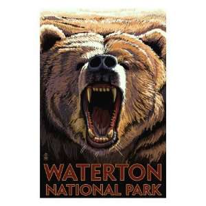 Waterton National Park, Canada   Bear Roaring Premium Poster Print 