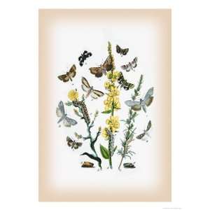  Moths Heliaca Tenebrata, Cucullia Lactucae Giclee Poster 