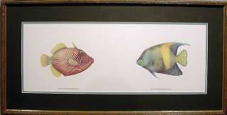 Jean Cassady Tigerfish & Angelfish Framed Print  