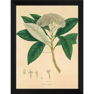  Wallich FRAMED 28x36 Unpublished East Indian Plants V 