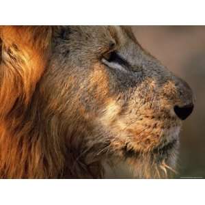  Close up of a Lion (Panthera Leo), Mala Mala Game Reserve 