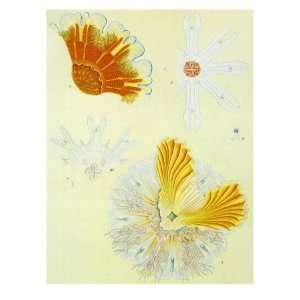  Flower Like Sea Life Giclee Poster Print, 30x40