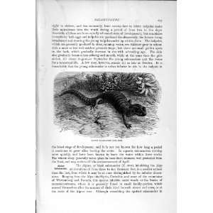   NATURAL HISTORY 1896 ALPINE SALAMANDER ATRA OLD PRINT