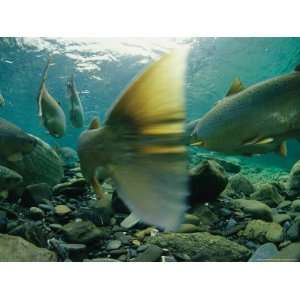  Atlantic Salmon Swimming Upriver to Spawn National 