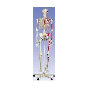 Max the Muscle Skeleton on Pelvic Mounted Roller Stand  