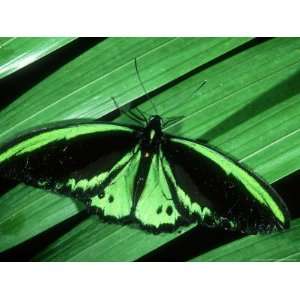  Cairns Birdwing, Kuranda State Forest, Australia 