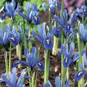  Specie Iris Bulbs Joyce Patio, Lawn & Garden