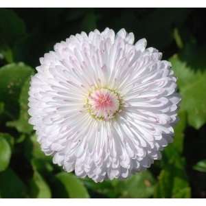  Dwarf White English Daisy  50 Seeds Patio, Lawn & Garden