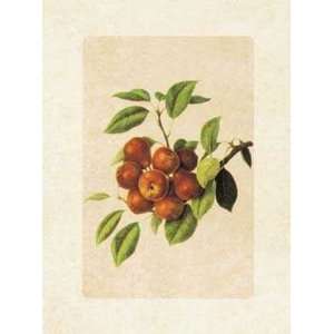  Botanical Fruit Poster Print