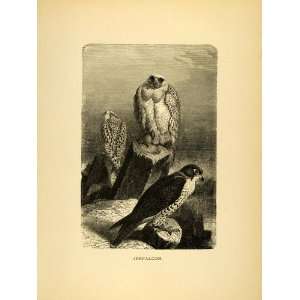  1885 Lithograph Jerfalcon Birds Gyrfalcon Falcon Fauna 
