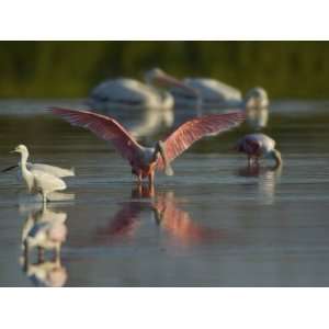 Foraging Roseate Spoonbills, Snowy Egrets and American White Pelicans 