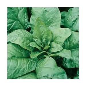  Spinach Tyee Hybrid Great Garden Vegetable 300 Seeds 