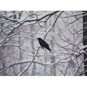  A Black Crow Contrasts with Falling White Snow Blanketing 