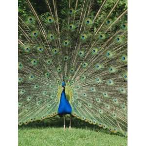  Male Peacock (Pavo Cristatus) Fanning Tail Stretched 