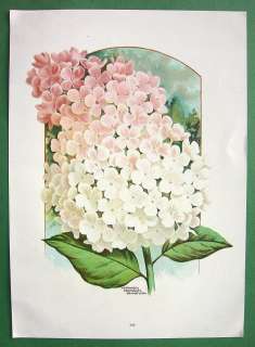 HYDRANGEA Flowers Shrubs  SUPERB Color Litho Print  