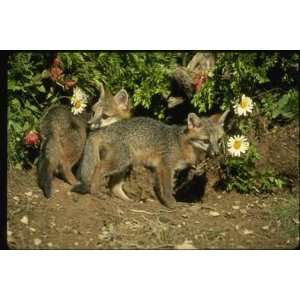  12X16 inch Wildlife Baby Canvas Art Gray Foxes,young kits 