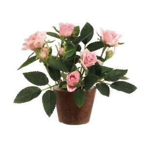  6 Diamond Rose in Round Aged Terra Cotta Pot Pink (Pack of 