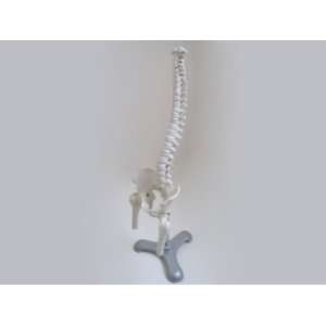 Chiropractic Spine Model   Medium Study Version  