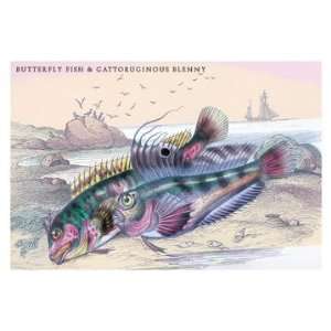 Butterfly Fish and Gattoruginous Blenny 20x30 poster