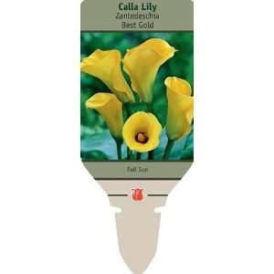   Best Gold Calla lily Tuber   14cm Size Tuber Patio, Lawn & Garden