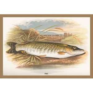  Pike   12x18 Framed Print in Gold Frame (17x23 finished 