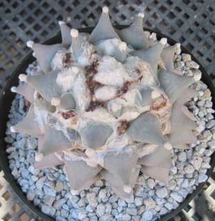 Ariocarpus retusus Living Rock Seven Stars Cactus XLG51  