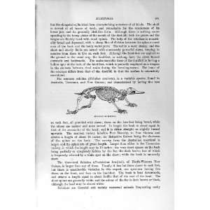    NATURAL HISTORY 1894 95 SKELETON ECHIDNA PLAGIAULAX