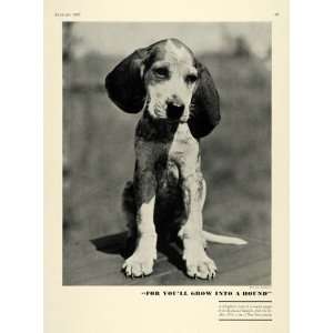  1937 Print Hunting Beagle Puppy Kirkwood Kennels Berwyn 