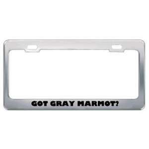 Got Gray Marmot? Animals Pets Metal License Plate Frame Holder Border 