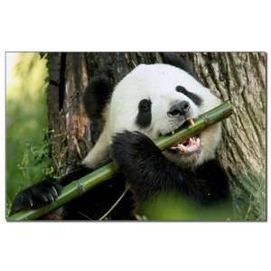  Mini Poster Print Panda Bear Eating 