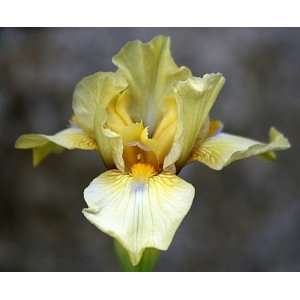  Tall Bearded Iris Pale Yellow 3 Rhizomes Patio, Lawn 