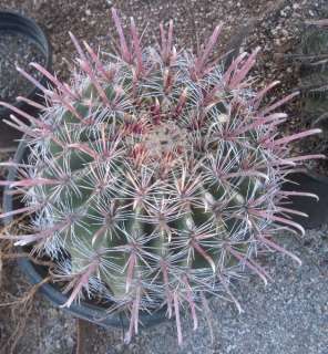 Ferocactus peninsulae Thick Central Spines LG 58  