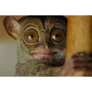  National Geographic, Tarsier, 20 x 30 Poster Print