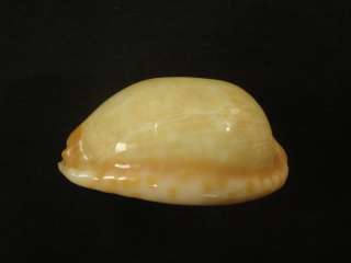 family cypraeidae genus cypraea tigris grade and size gem 31