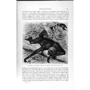   NATURAL HISTORY 1893 94 CHAMECK THUMBED SPIDER MONKEY