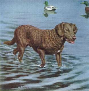 Chesapeake Bay Retriever   Vintage Color Dog Print  