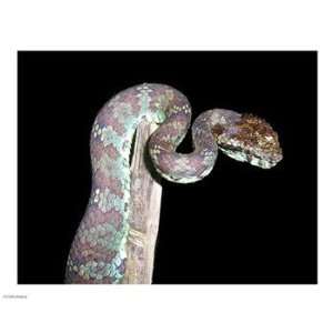  Liebermans PPBPVP0814 Malabar Pit Viper 10.00 x 8.00 