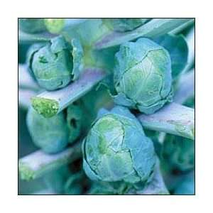    Long Island Improved Brussel Sprout Seeds Patio, Lawn & Garden